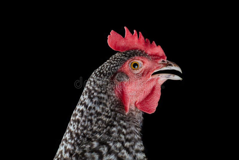 Barred rock chicken stock photos