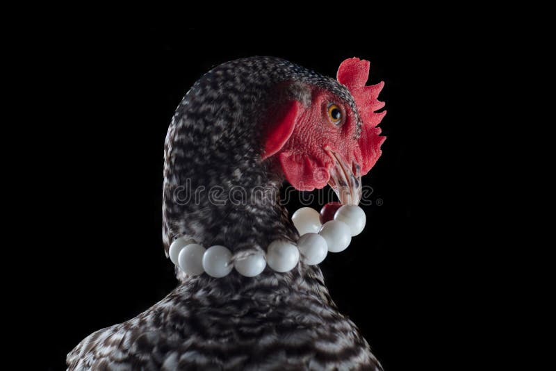 Barred rock chicken royalty free stock images