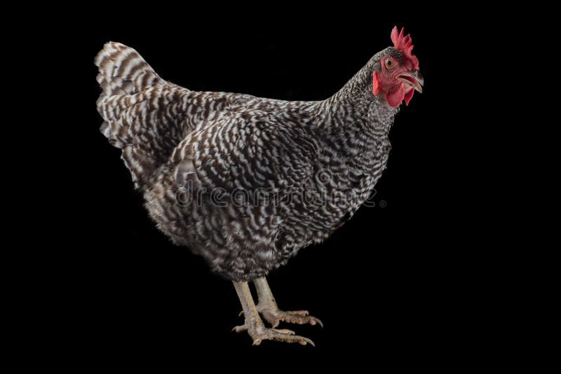 Barred rock chicken stock photos
