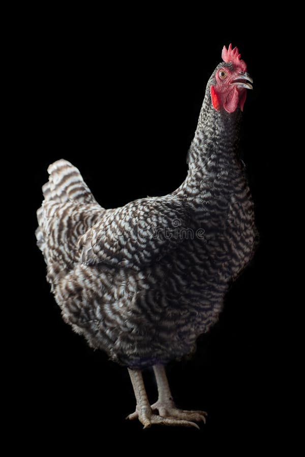 Barred rock chicken stock image