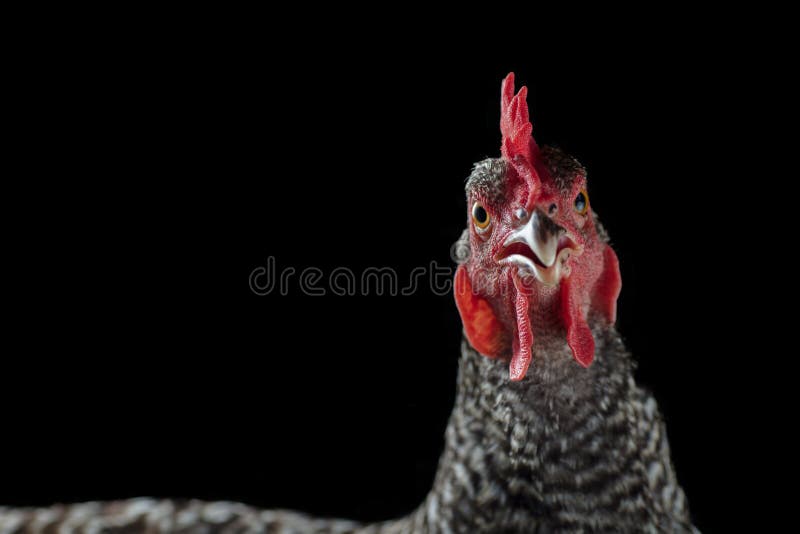 Barred rock chicken stock photo