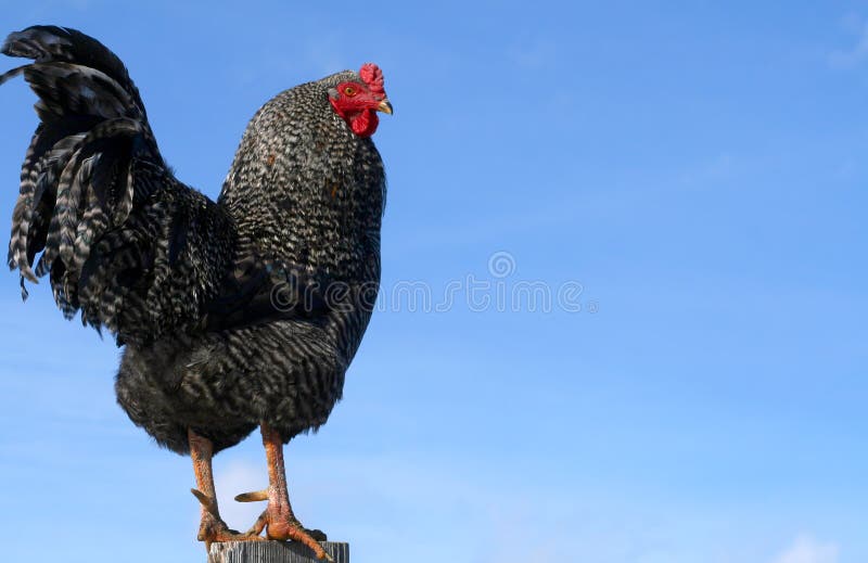 Barred Rock Rooster 0901