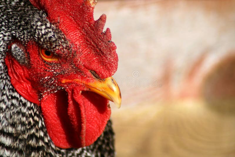 Barred Rock Rooster 5