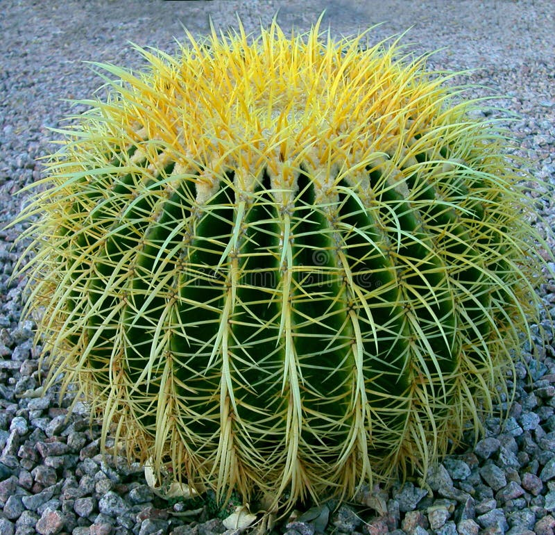 Barrel Cactus