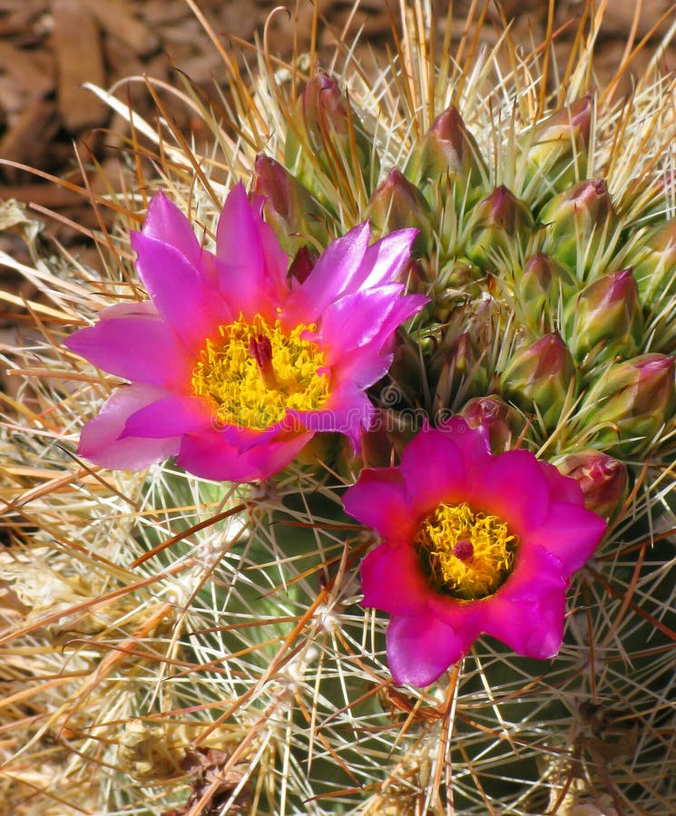 Barrel Cactus Bloom stock photo. Image of pair, floral 33956722
