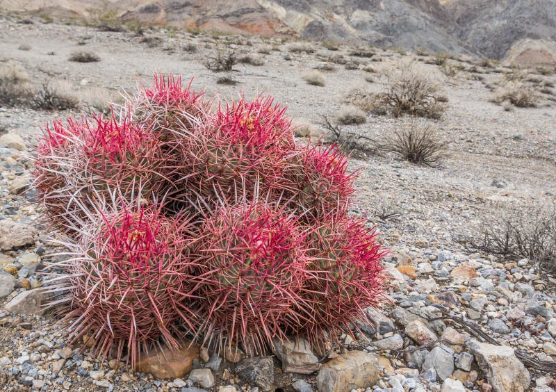 Barrel cactus in Death Valley National Park