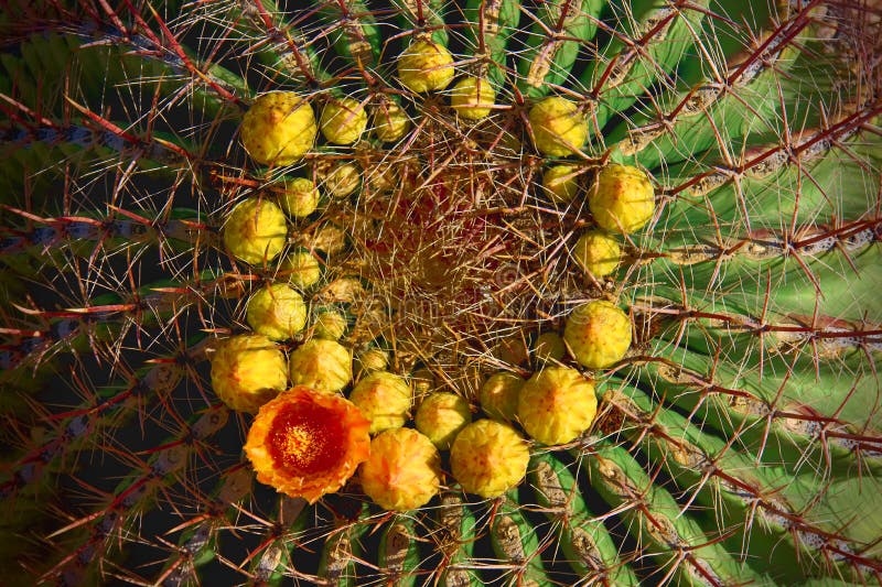 Barrel cactus with orange flower in ring of yellow buds.