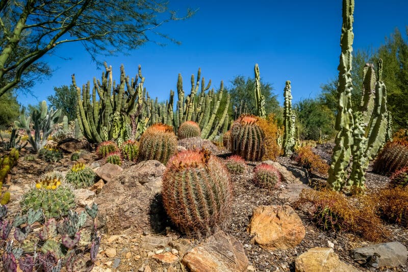 Barrel Cactus Sonoran Desert Arizona Stock Image - Image of vegetation ...