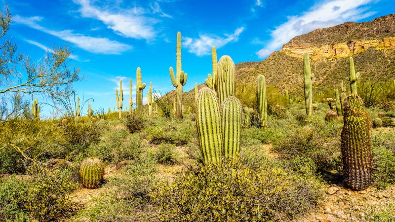 Barrel and Saguaro cacti in the semi desert landscape of Usery Mountain Regional Park near Phoenix Arizona