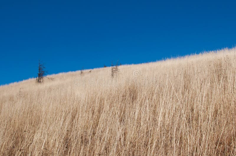 A barren desolate field on a hill with dried yellow grass royalty free stock photo A barren desolate field on a hill with dried yellow grass royalty free stock photo