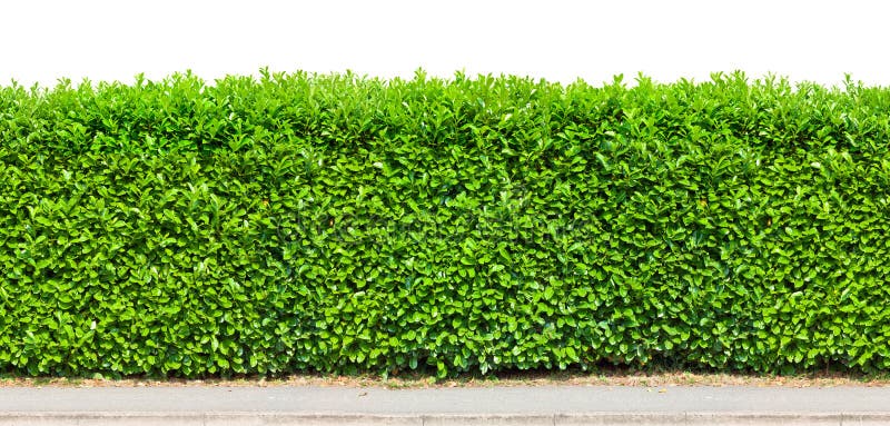 Tall hedge with gravel road isolated. Tall hedge with gravel road isolated