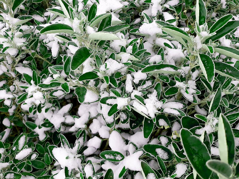 Closeup of the green leaves of a hedgerow covered with snow. Closeup of the green leaves of a hedgerow covered with snow.