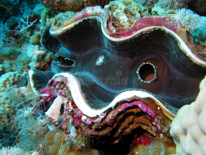 Barriera corallina con il mollusco gigante immagini stock Barriera corallina con il mollusco gigante immagini stock