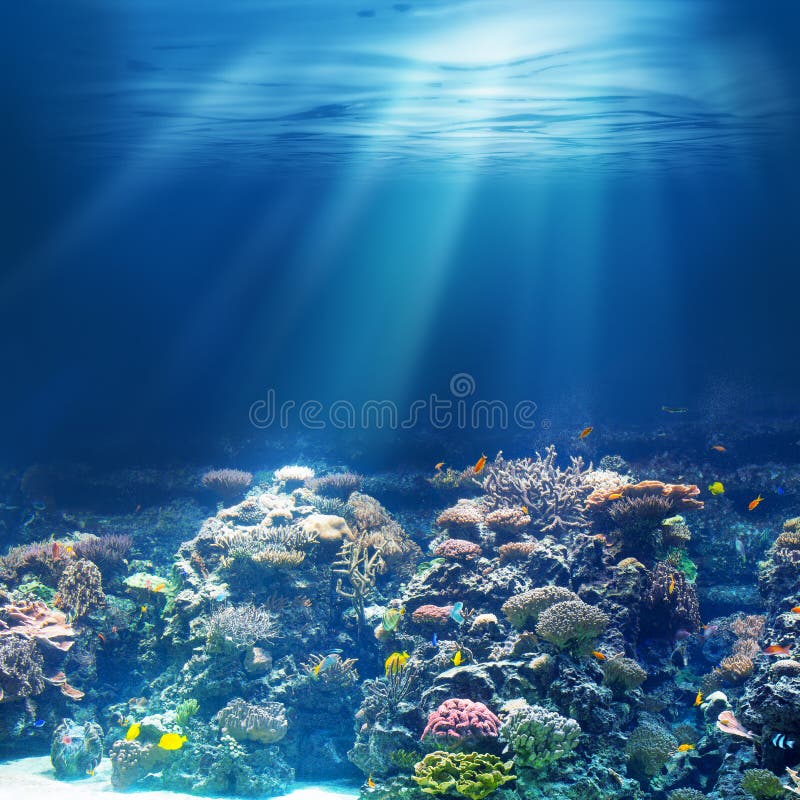 Barriera corallina subacquea dell'oceano o del mare che si immerge o che si tuffa