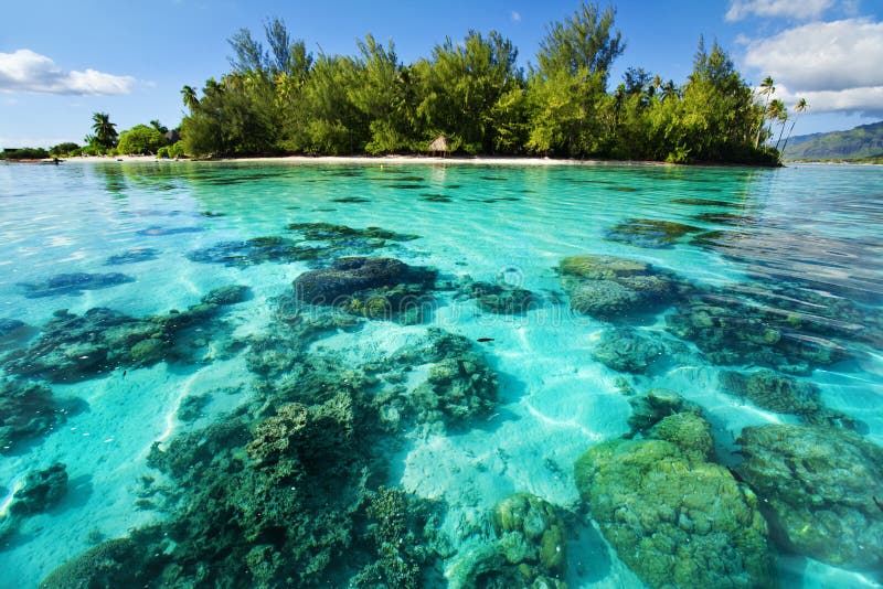 Barriera corallina subacquea vicino all'isola tropicale fotografie stock libere da diritti Barriera corallina subacquea vicino all'isola tropicale fotografie stock libere da diritti
