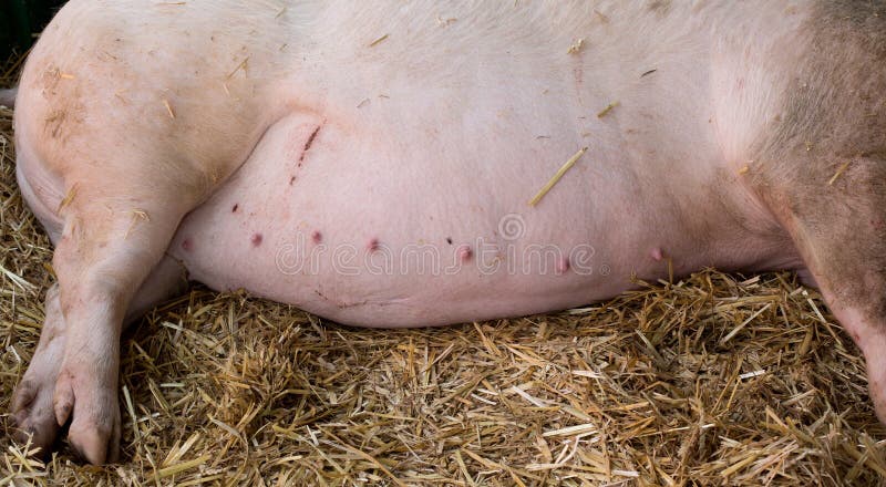 Barriga de porca prenhe fotografia de stock royalty free