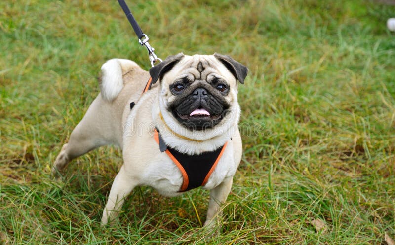 A toy dog is kept on a short leash. It is standing in the green grass and looking friendly at the camera. Pugs are famous for their wrinkled black face, curly tail, and snorting noises. A toy dog is kept on a short leash. It is standing in the green grass and looking friendly at the camera. Pugs are famous for their wrinkled black face, curly tail, and snorting noises.