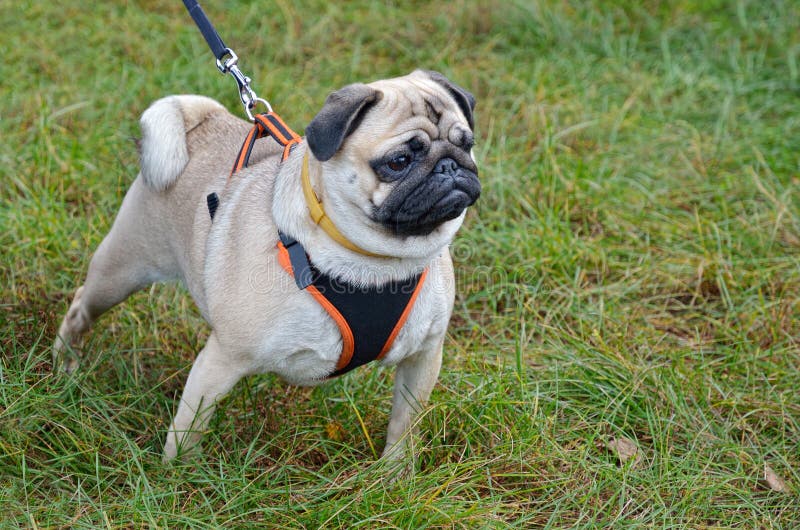 A toy dog is kept on a short leash. It is standing in the green grass and looking after. Pugs are famous for their wrinkled black face, curly tail and snorting noises. A toy dog is kept on a short leash. It is standing in the green grass and looking after. Pugs are famous for their wrinkled black face, curly tail and snorting noises.