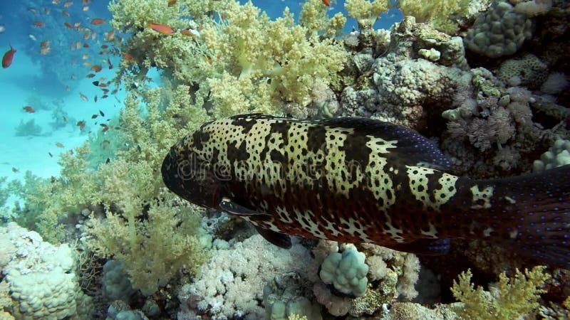 Barschfischschwimmen im Wasser