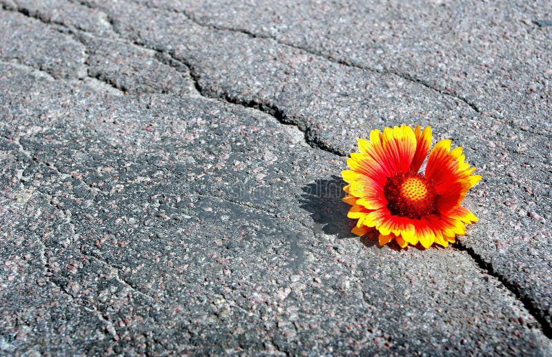 Barst op de asfaltweg Een barst in het asfalt en een mooie bloem Gaillardia Exemplaarruimten royalty-vrije stock foto Barst op de asfaltweg Een barst in het asfalt en een mooie bloem Gaillardia Exemplaarruimten royalty-vrije stock foto