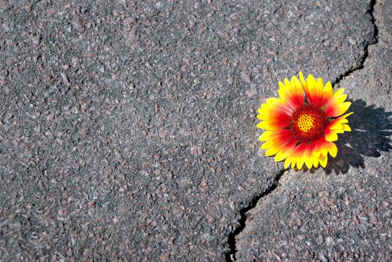 Barst op de asfaltweg Een barst in het asfalt en een mooie bloem Gaillardia Exemplaarruimten royalty-vrije stock foto Barst op de asfaltweg Een barst in het asfalt en een mooie bloem Gaillardia Exemplaarruimten royalty-vrije stock foto