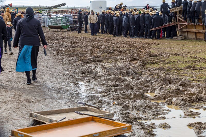 Muddy Fields at Mud Sale editorial photography. Image of lancaster