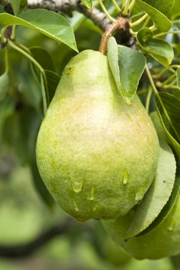 Bartlett Pear Ripening on the Tree Stock Image Image of orchard