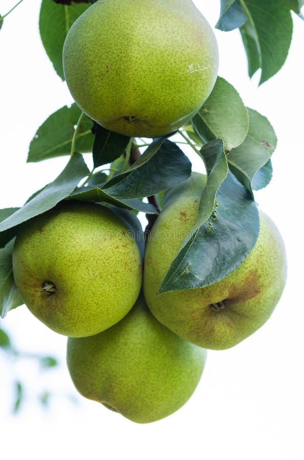 Bartlett pears growing the orchard royalty free stock image