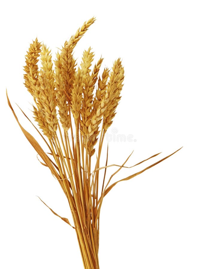 Bundle of beardless wheat isolated on white. Bundle of beardless wheat isolated on white