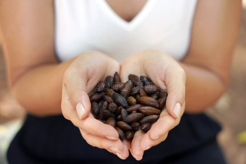 Baru nut seeds. Close-up of female hands holding Baru seeds. Outdoors.