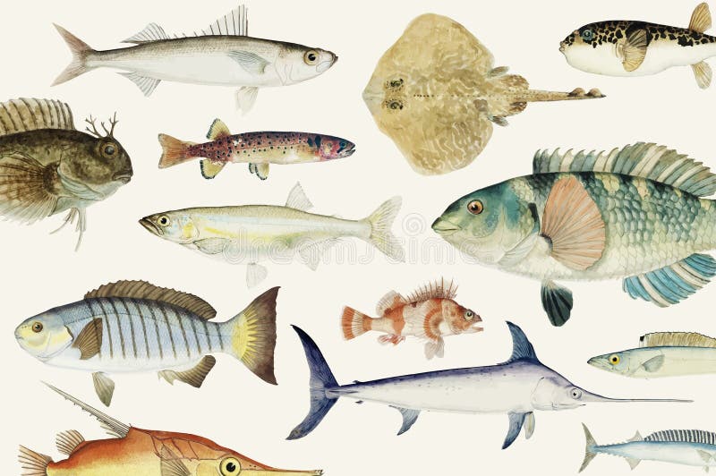 Barwiona ilustracja rybia rysunkowa kolekcja ilustracji