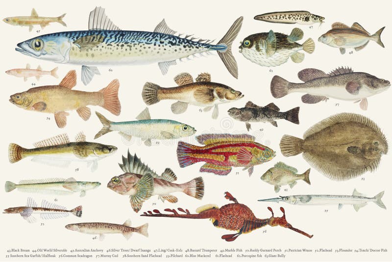 Barwiona ilustracja rybia rysunkowa kolekcja ilustracja wektor