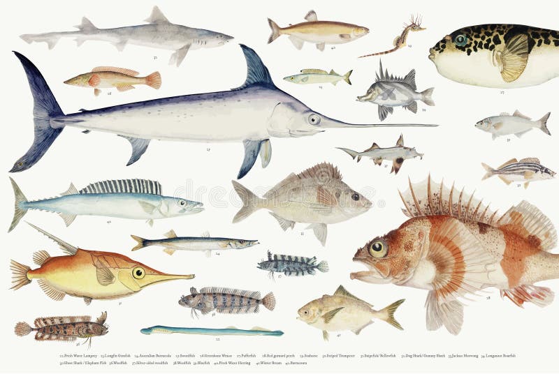 Barwiona ilustracja rybia rysunkowa kolekcja ilustracja wektor