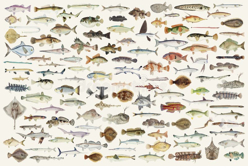 Barwiona ilustracja rybia rysunkowa kolekcja ilustracja wektor