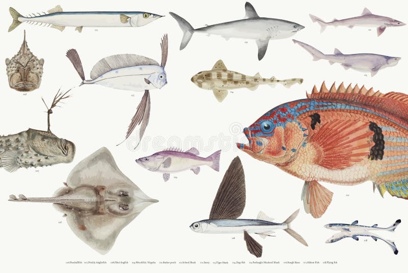 Barwiona ilustracja rybia rysunkowa kolekcja ilustracja wektor