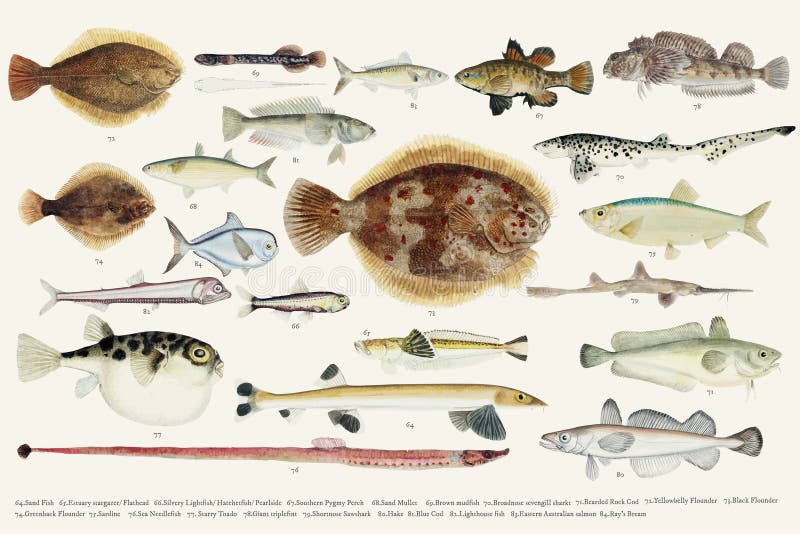 Barwiona ilustracja rybia rysunkowa kolekcja ilustracja wektor