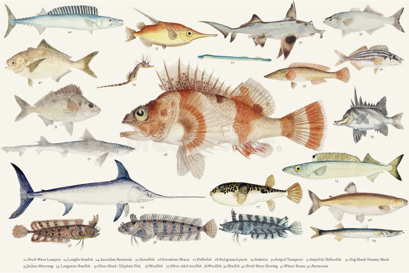 Barwiona ilustracja rybia rysunkowa kolekcja ilustracja wektor
