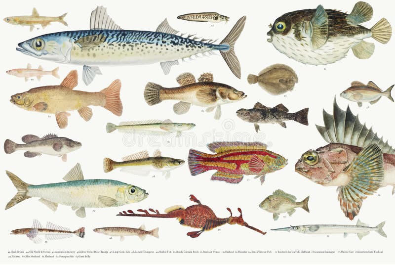 Barwiona ilustracja rybia rysunkowa kolekcja ilustracji