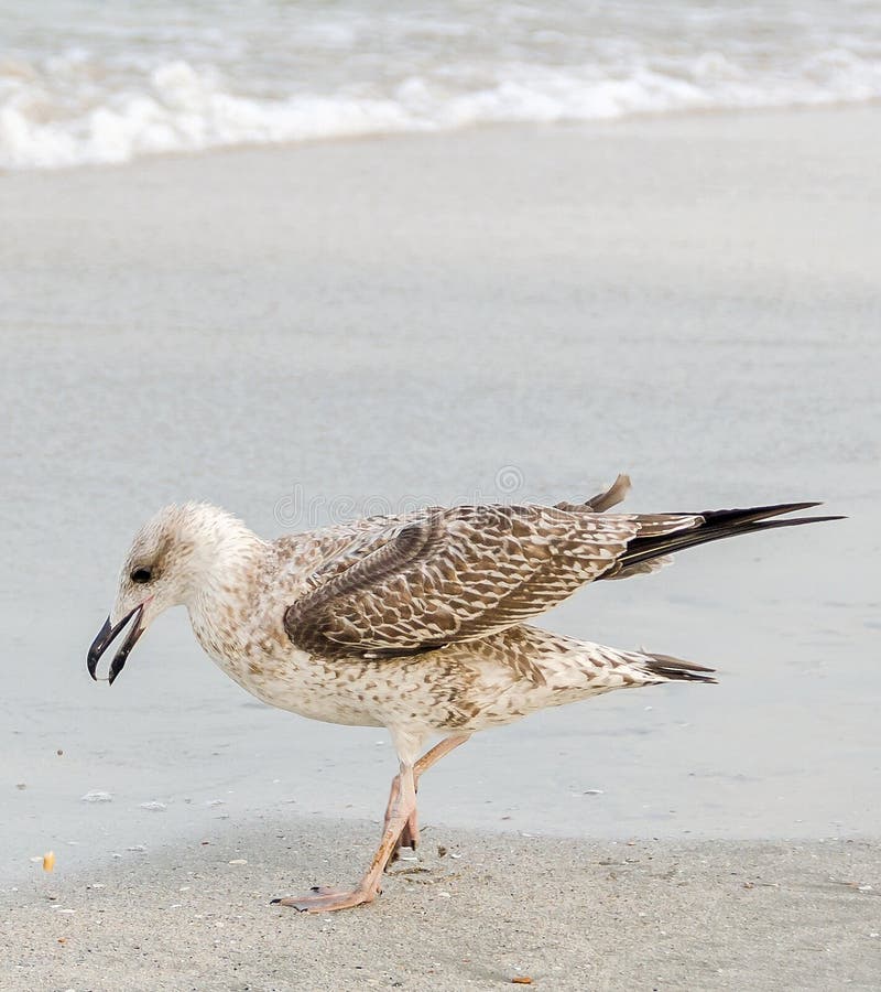 Barwiony Seagull ptak na piasek plaży. Barwiony Seagull ptak na piasek wodzie i plaży, zamyka up