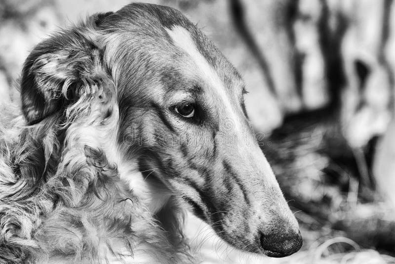 Borzoi sight-hound portrait, russian breed and in black and white. Borzoi sight-hound portrait, russian breed and in black and white