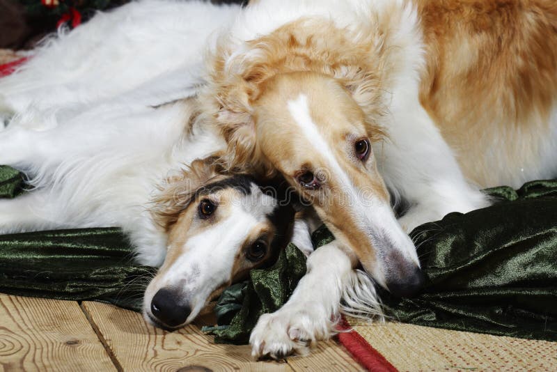 Portrait of two mature borzoi hounds. Portrait of two mature borzoi hounds