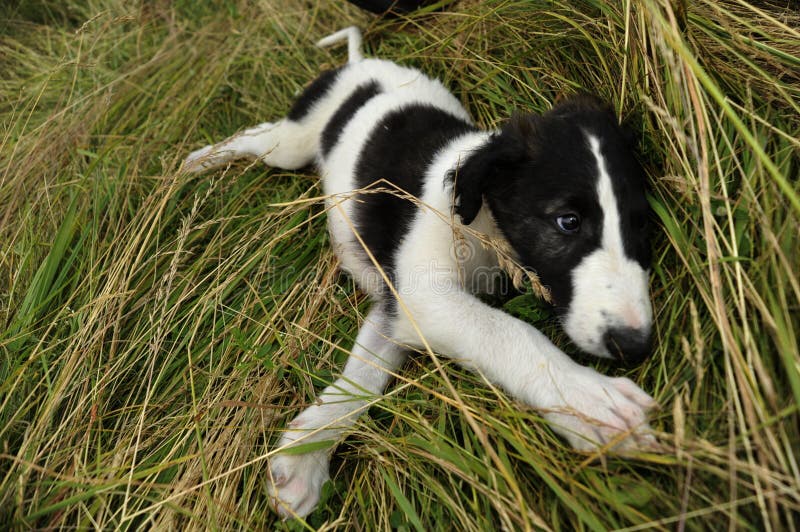 Borzoi puppy in the straw grass. Borzoi puppy in the straw grass