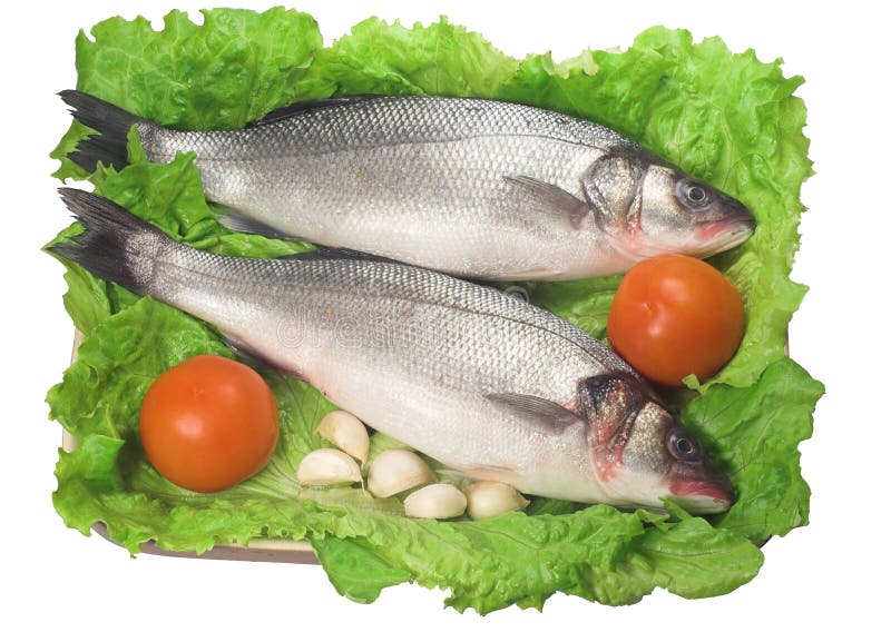 Bas- fisk arkivfoto