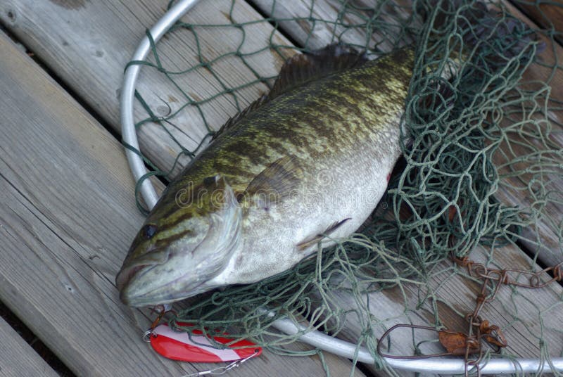 Bas ny fångad fisk arkivbild