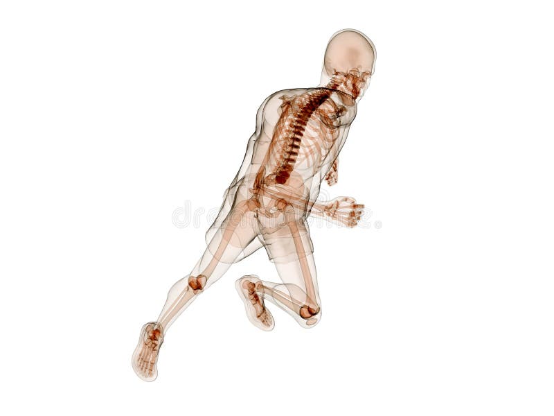 3d rendered illustration of a running human skeleton. 3d rendered illustration of a running human skeleton
