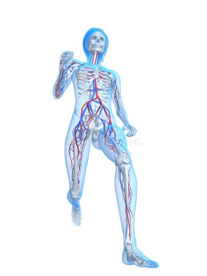 3d rendered illustration of a running skeleton with highlighted heart. 3d rendered illustration of a running skeleton with highlighted heart