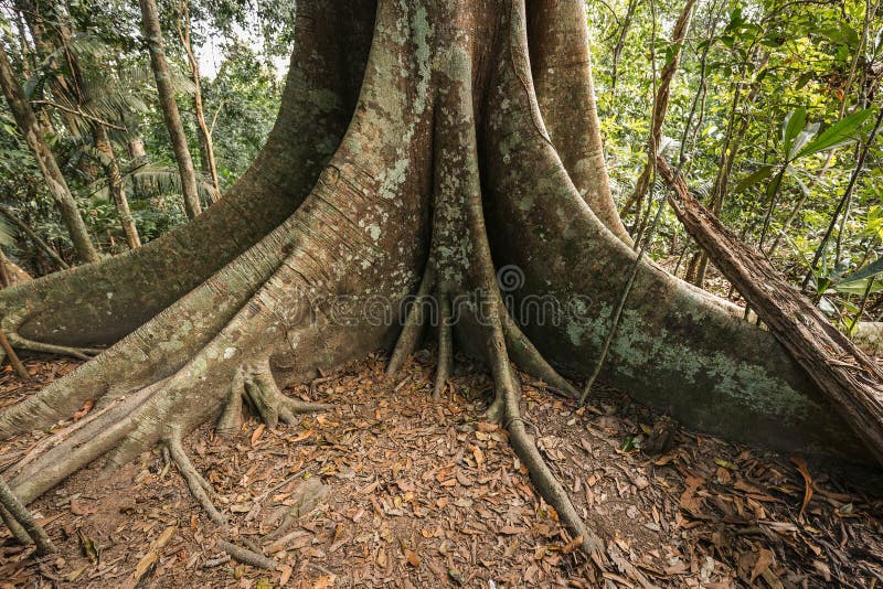 Base of old big tree in tropical evergreen forest which having big root on floor covered by brown leaves. Base of old big tree in tropical evergreen forest which having big root on floor covered by brown leaves.