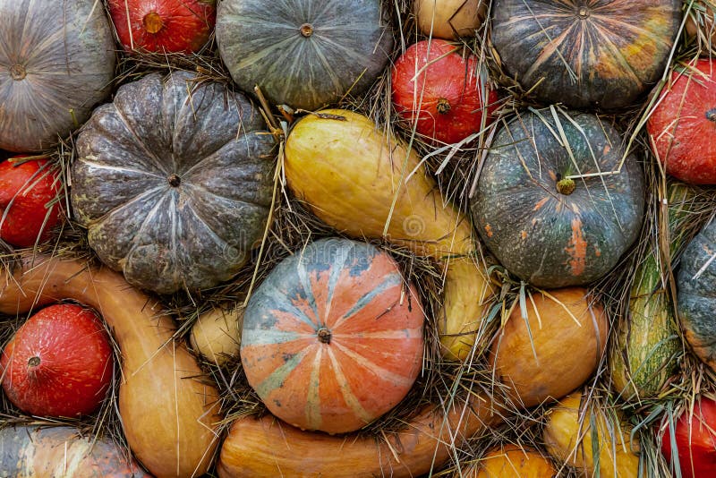 Base curva gialla lunga arancio del fondo del primo piano della zucca scura verde immagini stock libere da diritti Base curva gialla lunga arancio del fondo del primo piano della zucca scura verde immagini stock libere da diritti