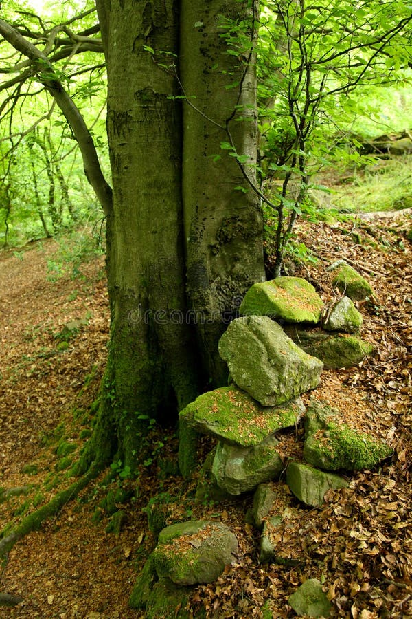 Base of a Tree in an English Woodland Stock Image Image of countryside, spring 57997311