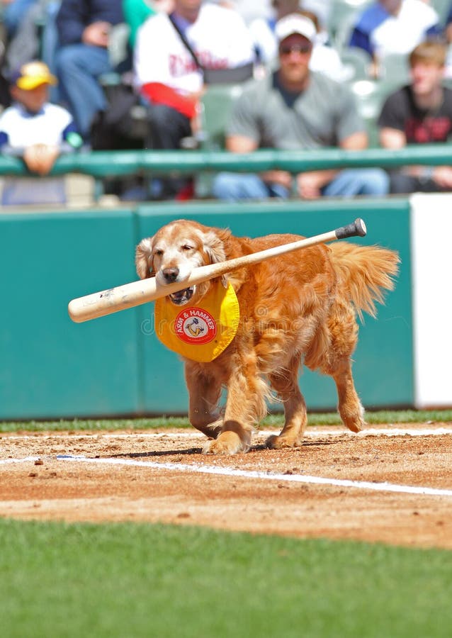 Game of Fetch editorial photography. Image of minor, mascot 53766237